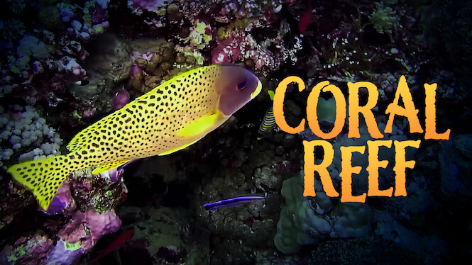 Is 'Coral Reef' on Netflix UK? Where to Watch the Documentary - New On ...